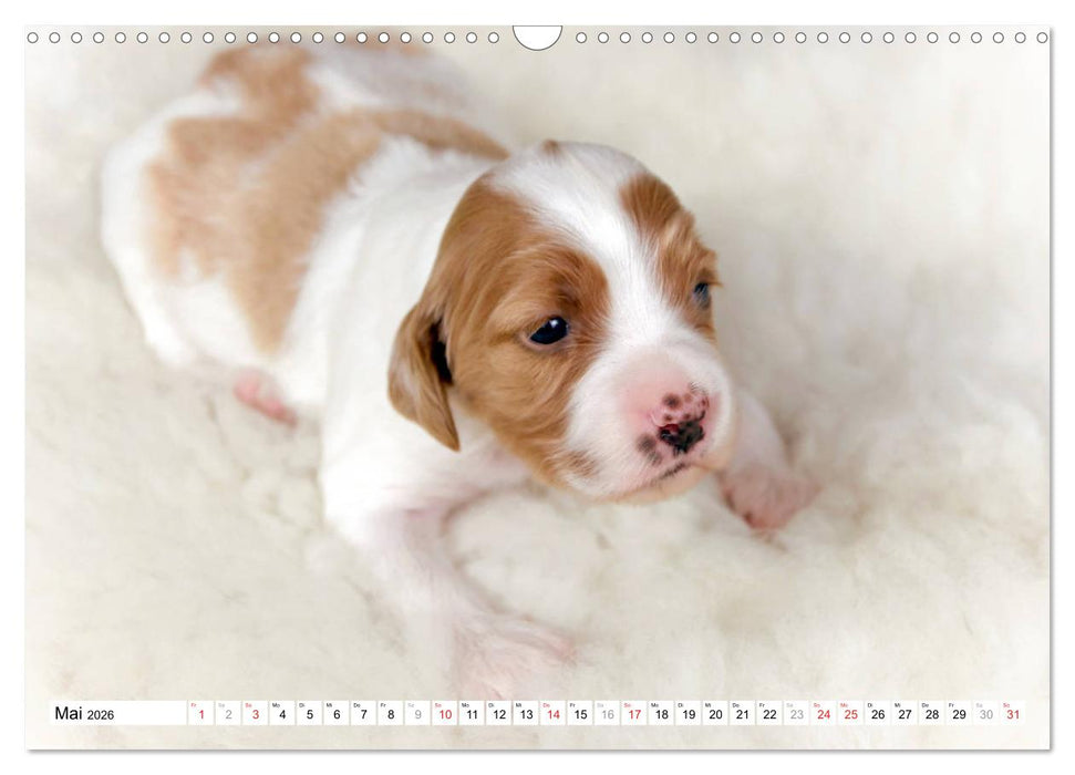 Irish Red and White Setter Welpen (CALVENDO Wandkalender 2026)