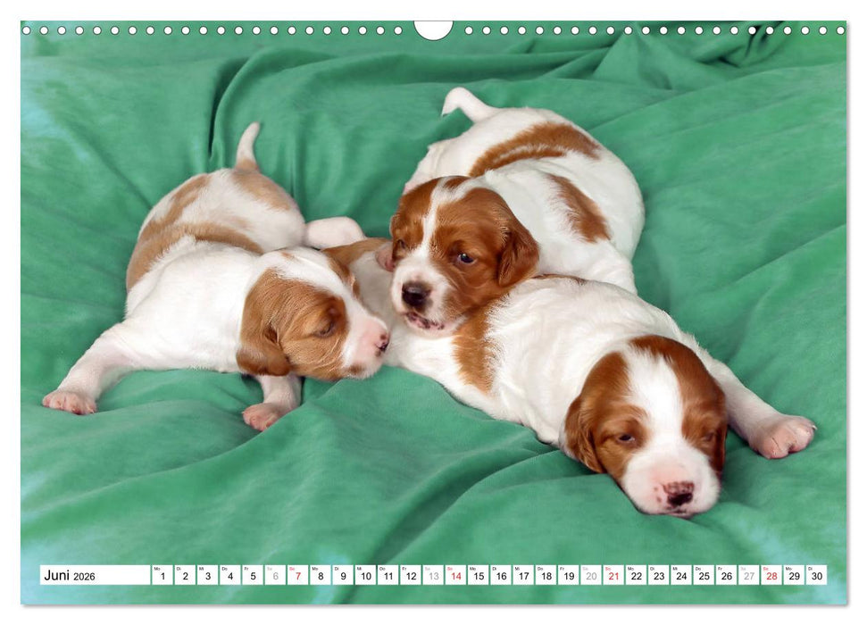 Irish Red and White Setter Welpen (CALVENDO Wandkalender 2026)