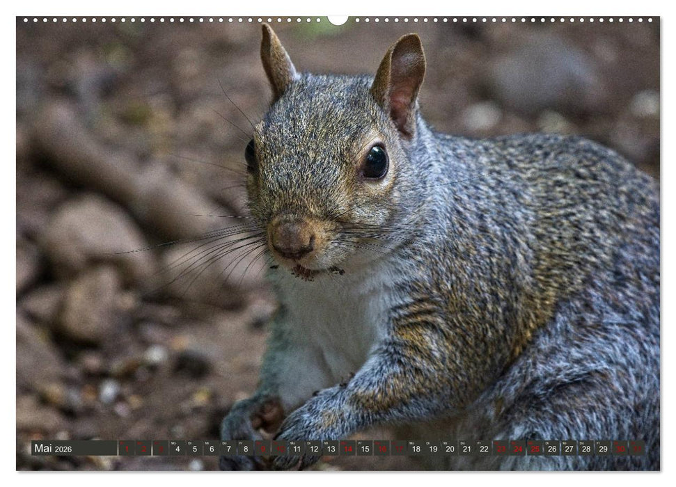 Yorkshire Dales, eine Landschaft zum Träumen (CALVENDO Premium Wandkalender 2026)
