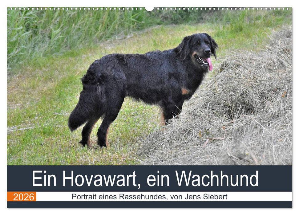 Ein Hovawart, ein Wachhund (CALVENDO Wandkalender 2026)