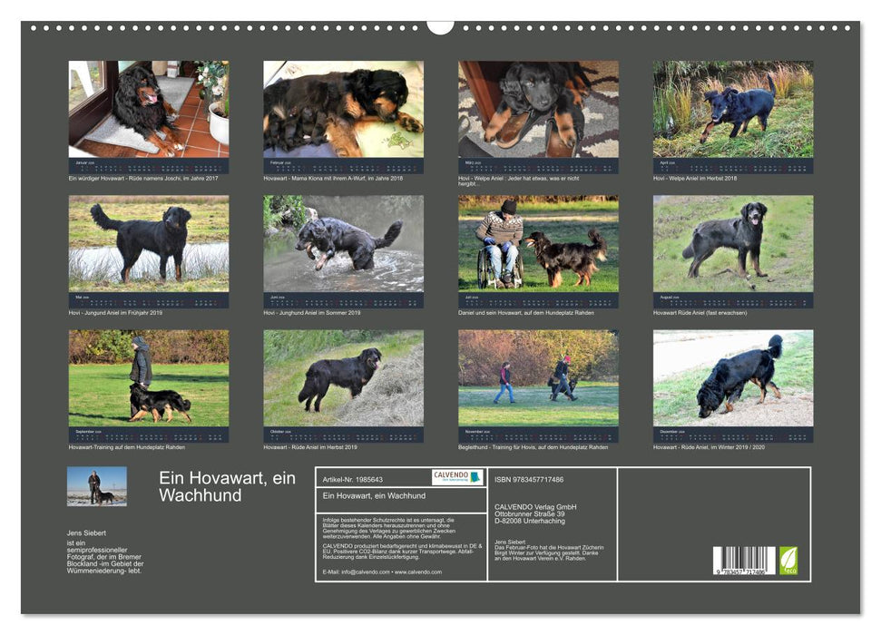 Ein Hovawart, ein Wachhund (CALVENDO Wandkalender 2026)
