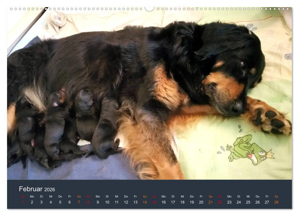 Ein Hovawart, ein Wachhund (CALVENDO Wandkalender 2026)