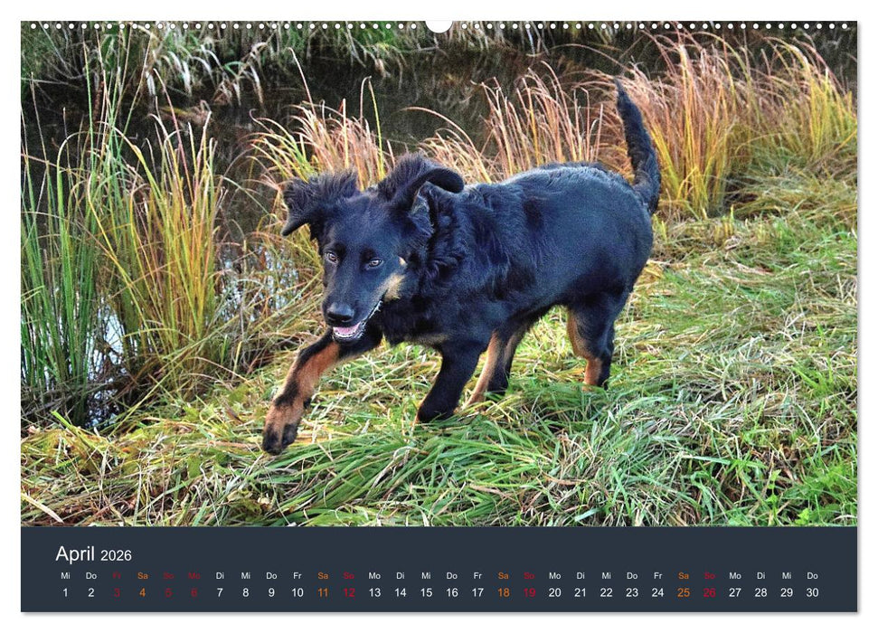 Ein Hovawart, ein Wachhund (CALVENDO Wandkalender 2026)