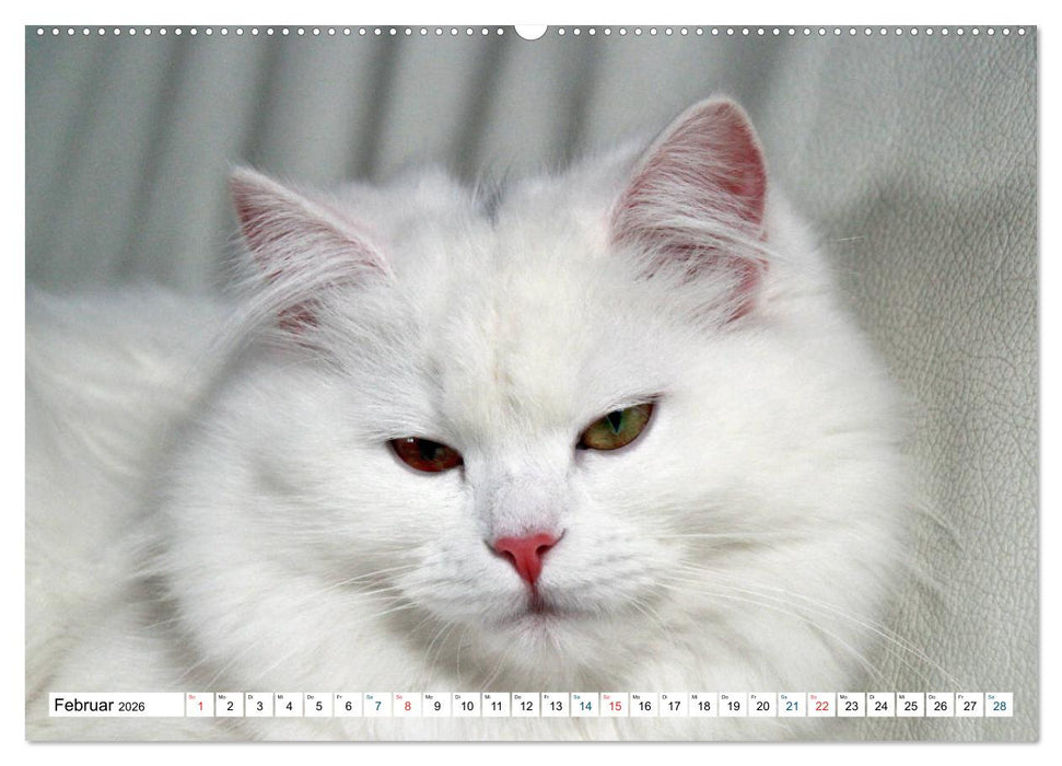 Die Perserkatze - Farbschlag Weiß (CALVENDO Premium Wandkalender 2026)