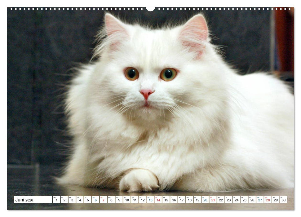 Die Perserkatze - Farbschlag Weiß (CALVENDO Premium Wandkalender 2026)
