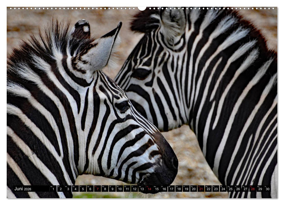 Afrika - Welt der Tiere (CALVENDO Premium Wandkalender 2026)