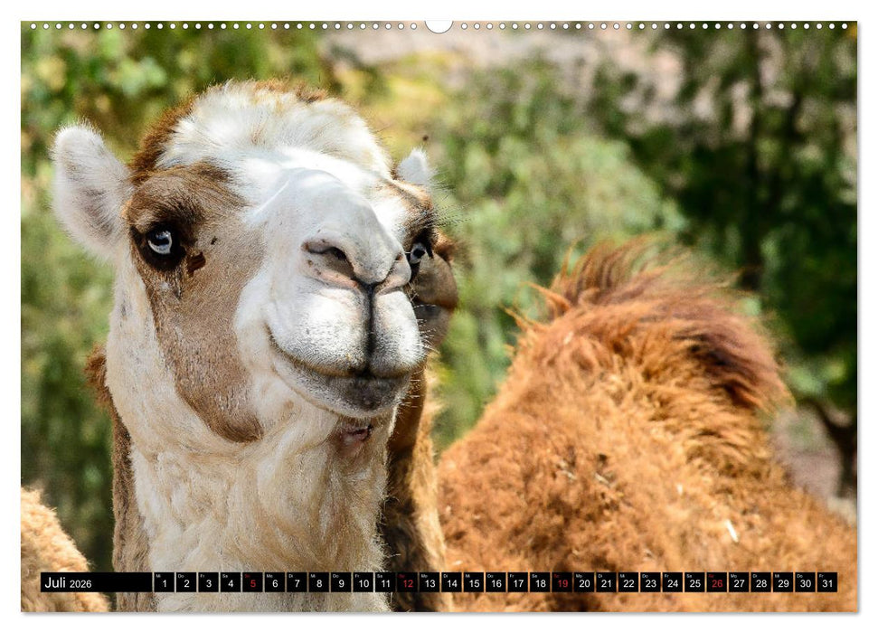 Afrika - Welt der Tiere (CALVENDO Premium Wandkalender 2026)