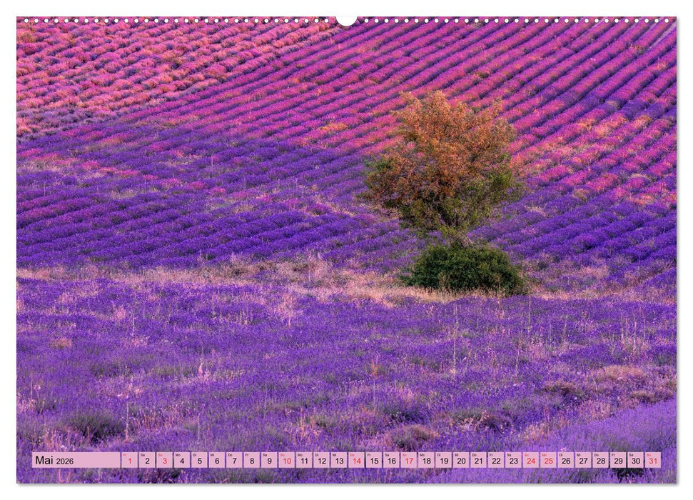Provence, Lavendelzeit in Südfrankreich (CALVENDO Premium Wandkalender 2026)