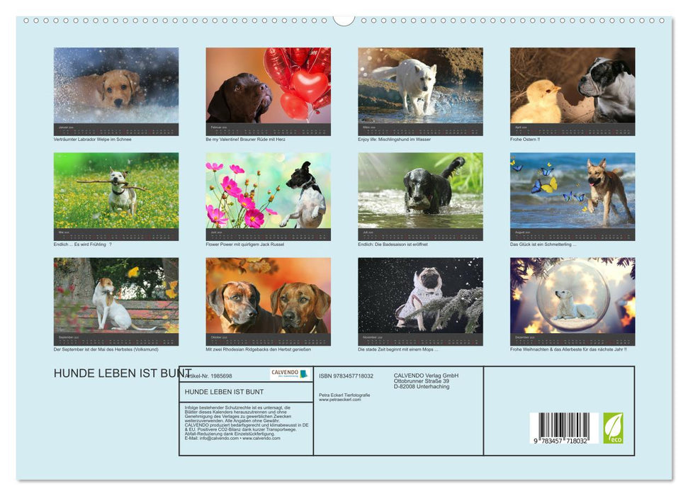 HUNDE LEBEN IST BUNT (CALVENDO Premium Wandkalender 2026)