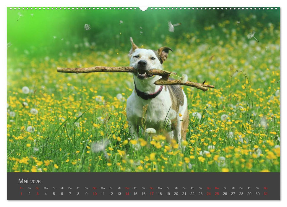 HUNDE LEBEN IST BUNT (CALVENDO Premium Wandkalender 2026)