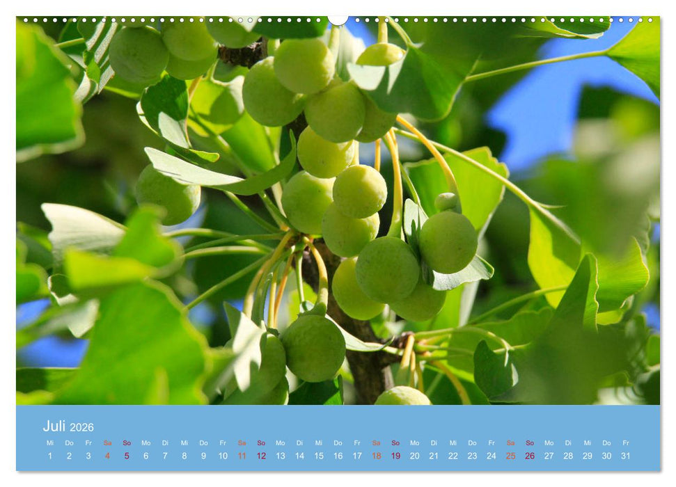 Geliebter Ginkgo (CALVENDO Premium Wandkalender 2026)