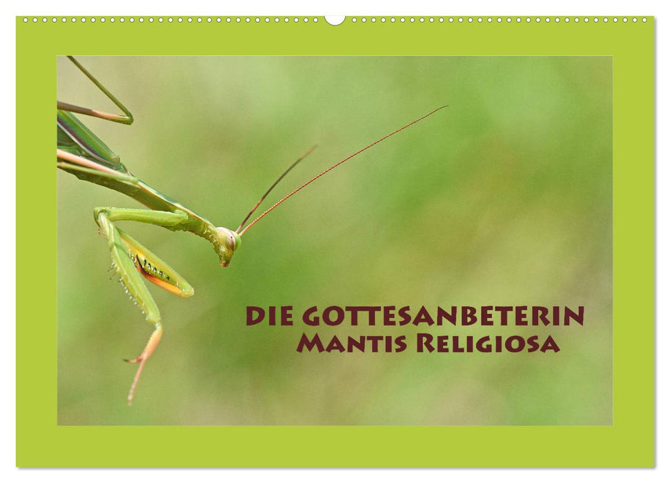 Die Gottesanbeterin Mantis Religiosa (CALVENDO Wandkalender 2026)