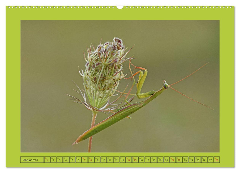 Die Gottesanbeterin Mantis Religiosa (CALVENDO Wandkalender 2026)
