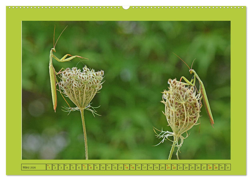 Die Gottesanbeterin Mantis Religiosa (CALVENDO Wandkalender 2026)