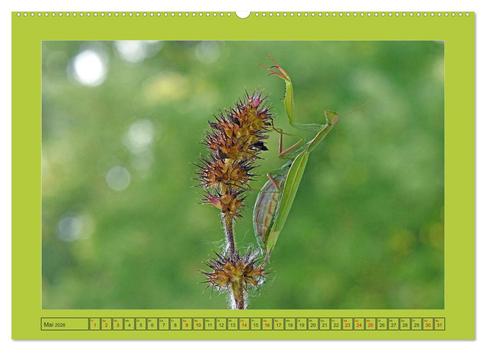 Die Gottesanbeterin Mantis Religiosa (CALVENDO Wandkalender 2026)