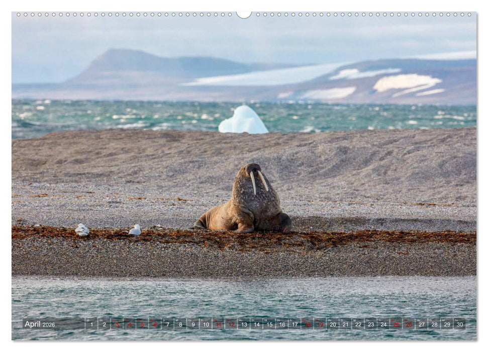 Svalbard-Momente (CALVENDO Premium Wandkalender 2026)