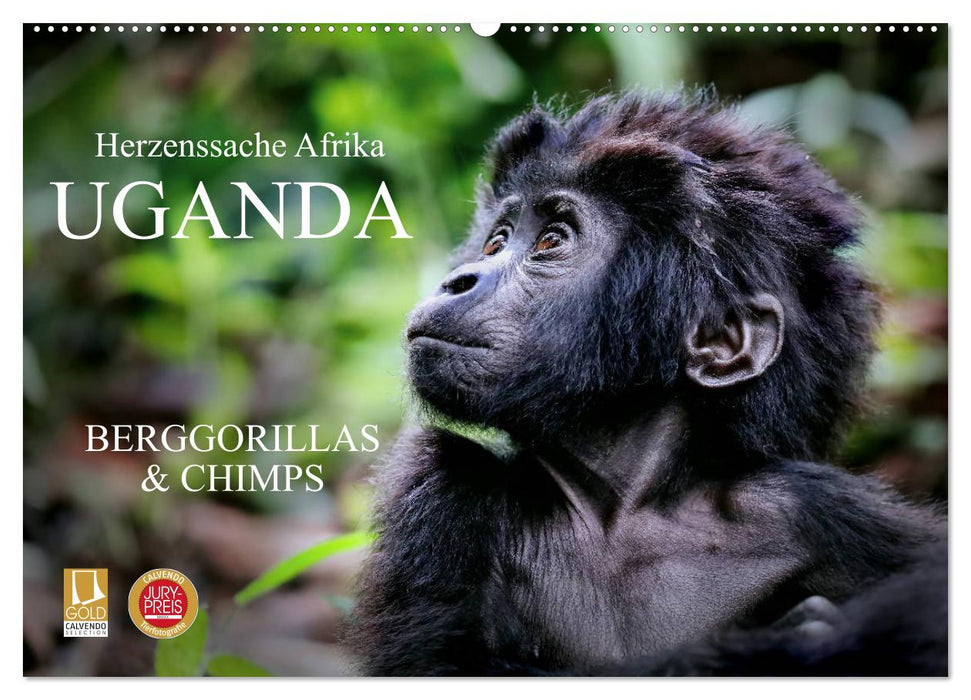 UGANDA - Berggorillas & Chimps (CALVENDO Wandkalender 2026)