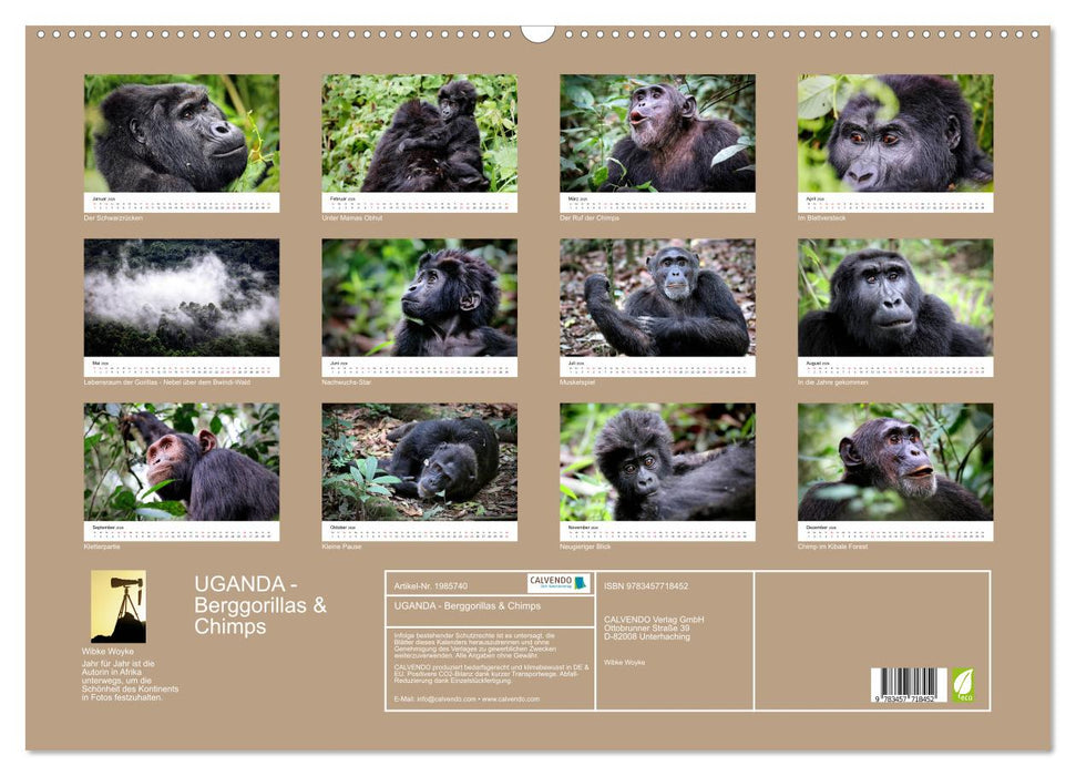 UGANDA - Berggorillas & Chimps (CALVENDO Wandkalender 2026)