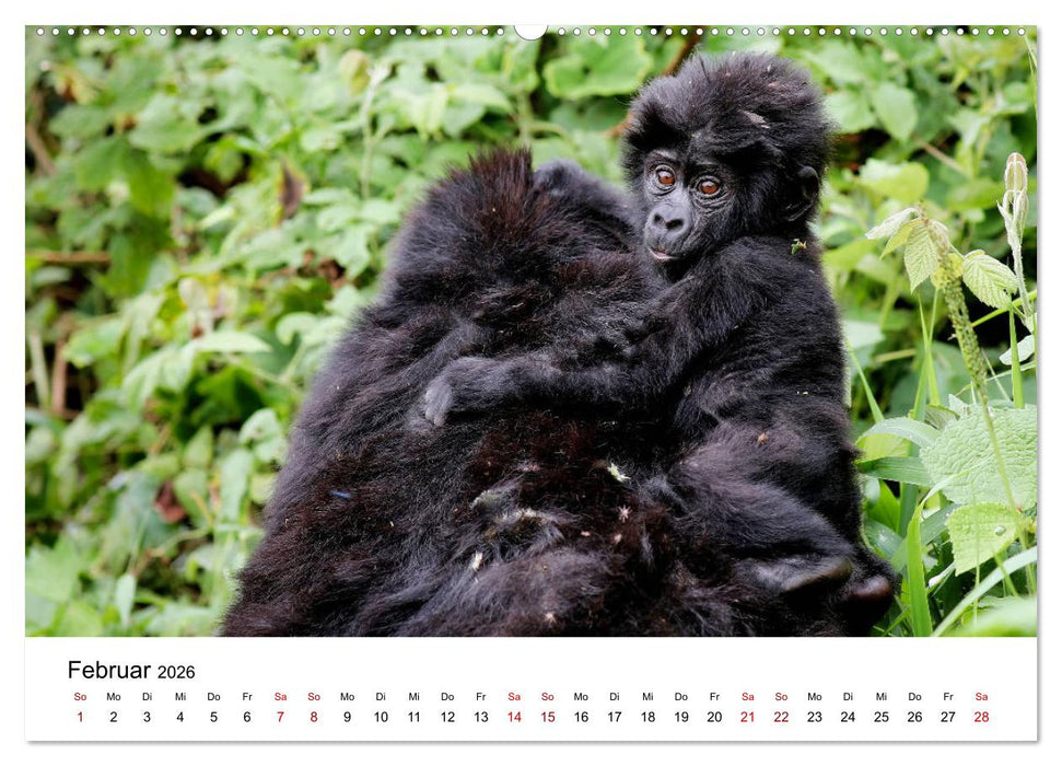 UGANDA - Berggorillas & Chimps (CALVENDO Wandkalender 2026)