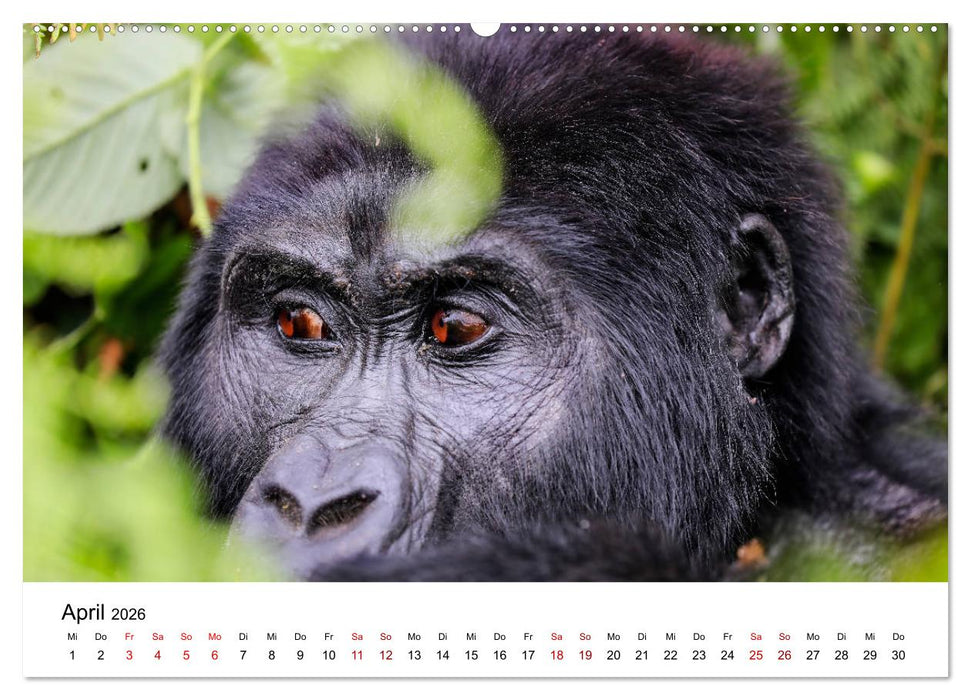UGANDA - Berggorillas & Chimps (CALVENDO Wandkalender 2026)