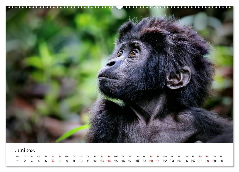 UGANDA - Berggorillas & Chimps (CALVENDO Wandkalender 2026)