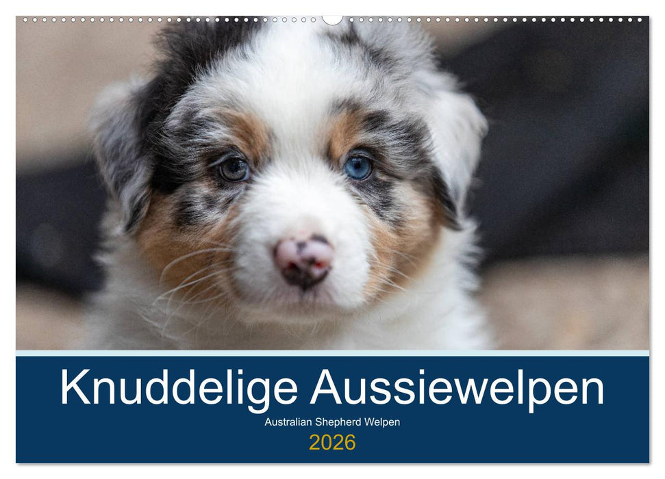 Australian Shepherd Welpen 2026 (CALVENDO Wandkalender 2026)