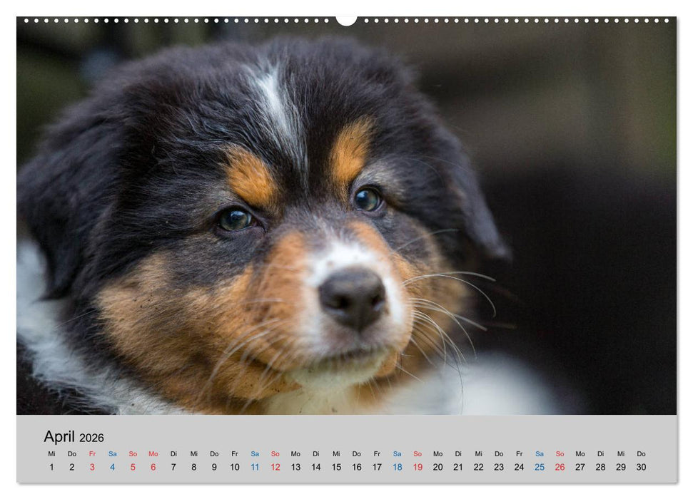 Australian Shepherd Welpen 2026 (CALVENDO Wandkalender 2026)