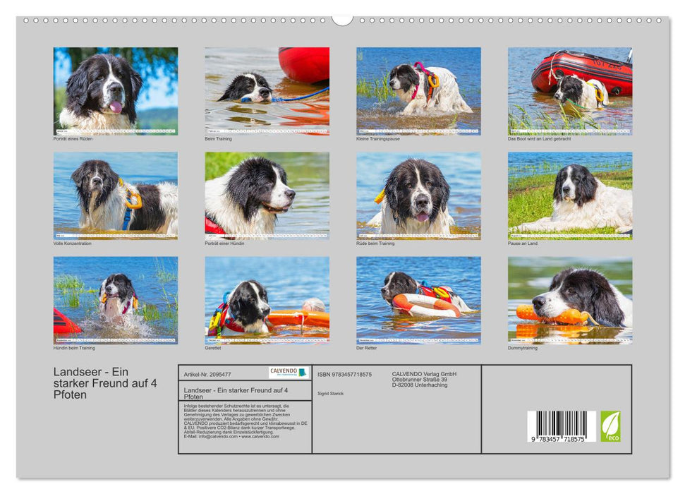 Landseer - Ein starker Freund auf 4 Pfoten (CALVENDO Premium Wandkalender 2026)