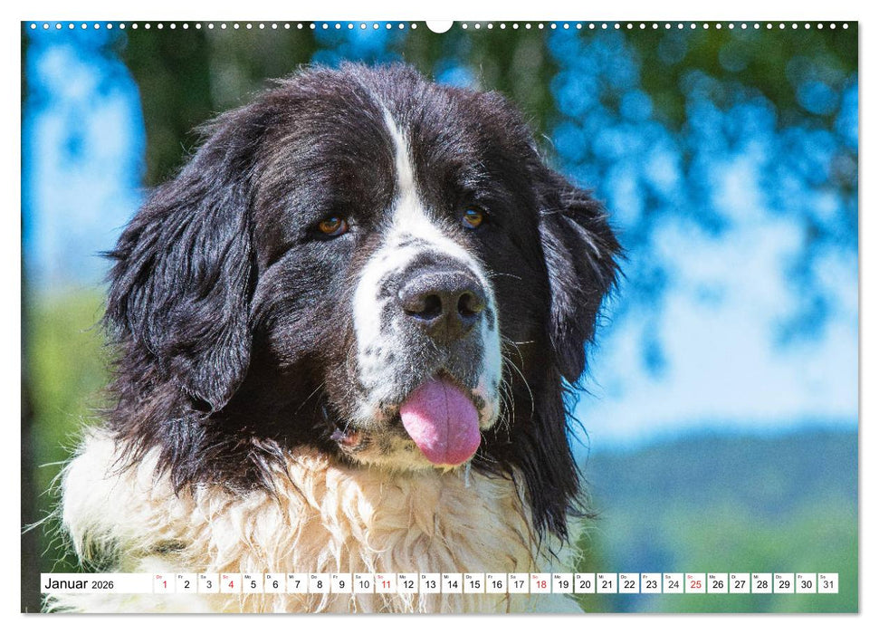 Landseer - Ein starker Freund auf 4 Pfoten (CALVENDO Premium Wandkalender 2026)