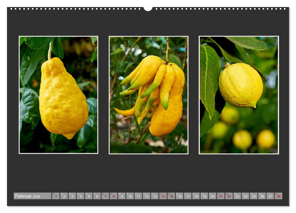 Bio Zitrus Garten (CALVENDO Wandkalender 2026)