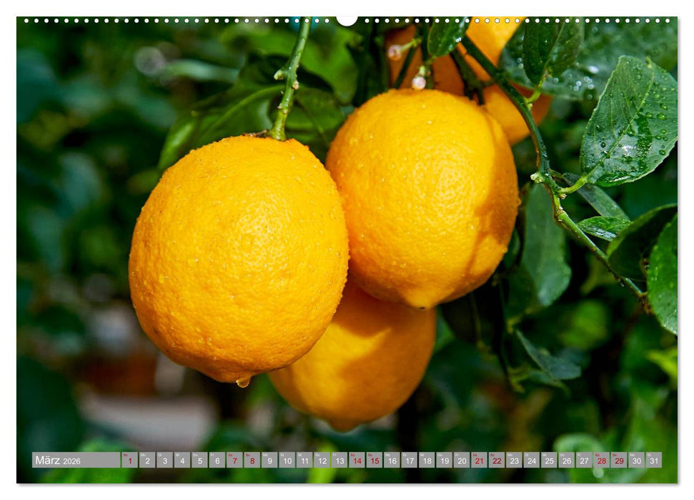 Bio Zitrus Garten (CALVENDO Wandkalender 2026)