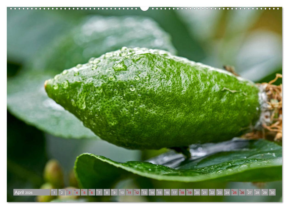 Bio Zitrus Garten (CALVENDO Wandkalender 2026)