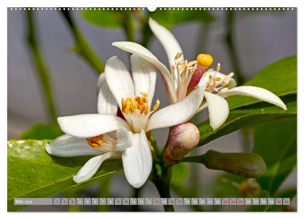 Bio Zitrus Garten (CALVENDO Wandkalender 2026)