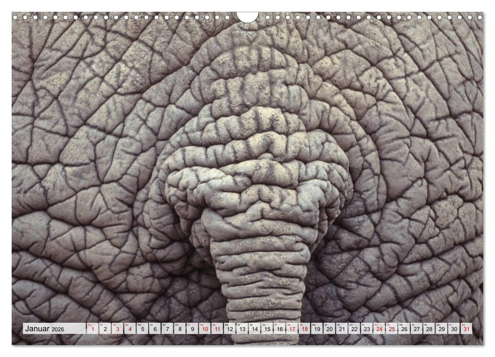 Popo-Kalender (CALVENDO Wandkalender 2026)