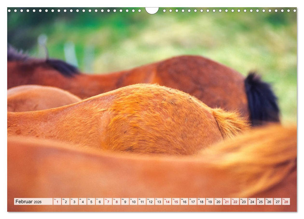 Popo-Kalender (CALVENDO Wandkalender 2026)