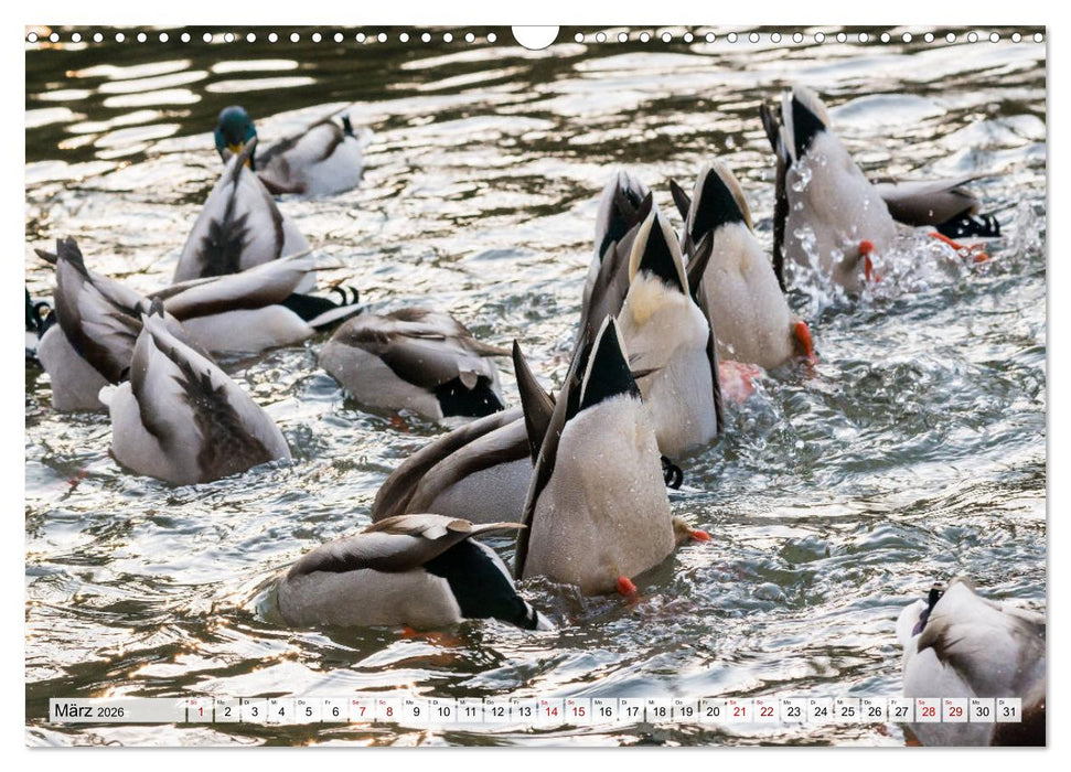 Popo-Kalender (CALVENDO Wandkalender 2026)