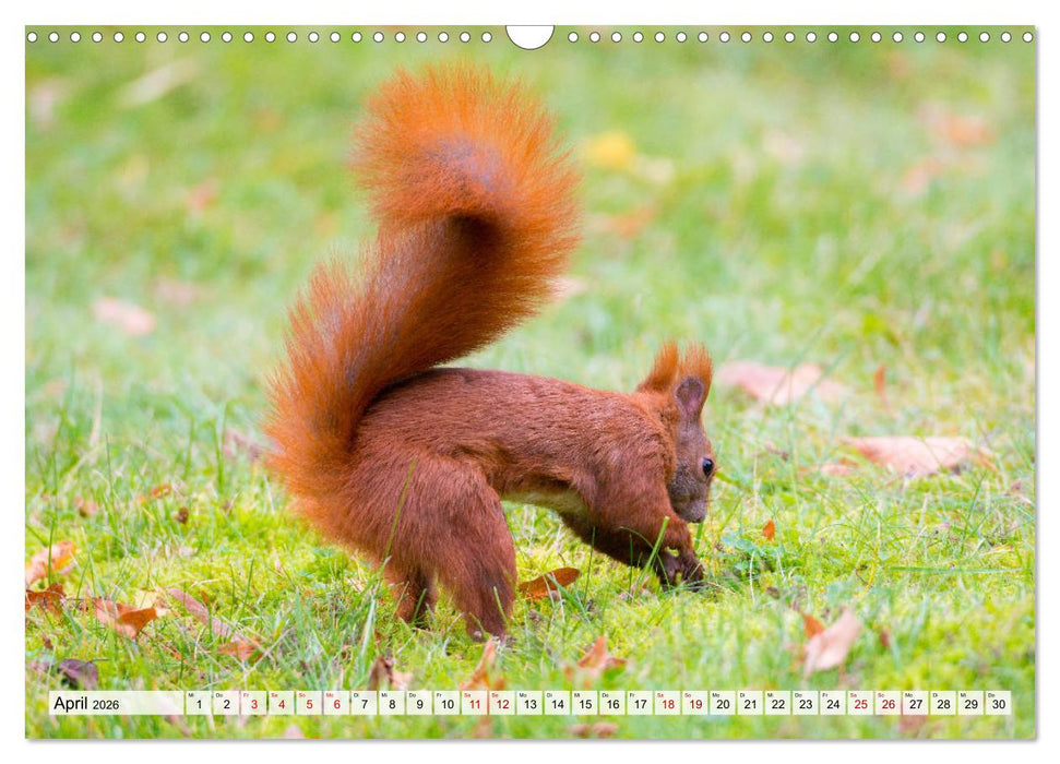 Popo-Kalender (CALVENDO Wandkalender 2026)