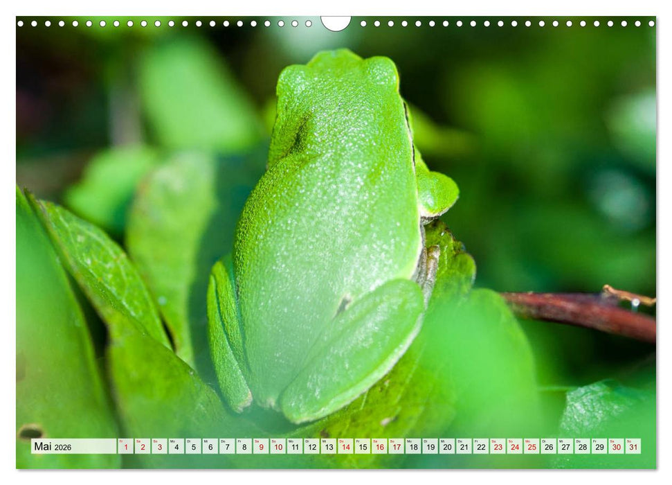 Popo-Kalender (CALVENDO Wandkalender 2026)