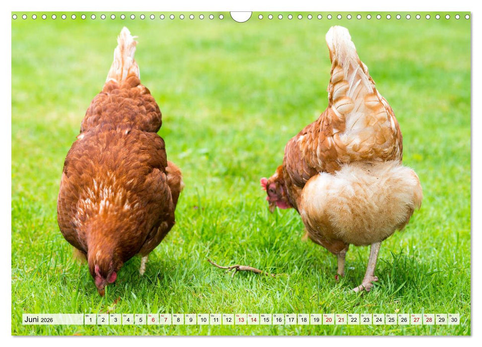 Popo-Kalender (CALVENDO Wandkalender 2026)