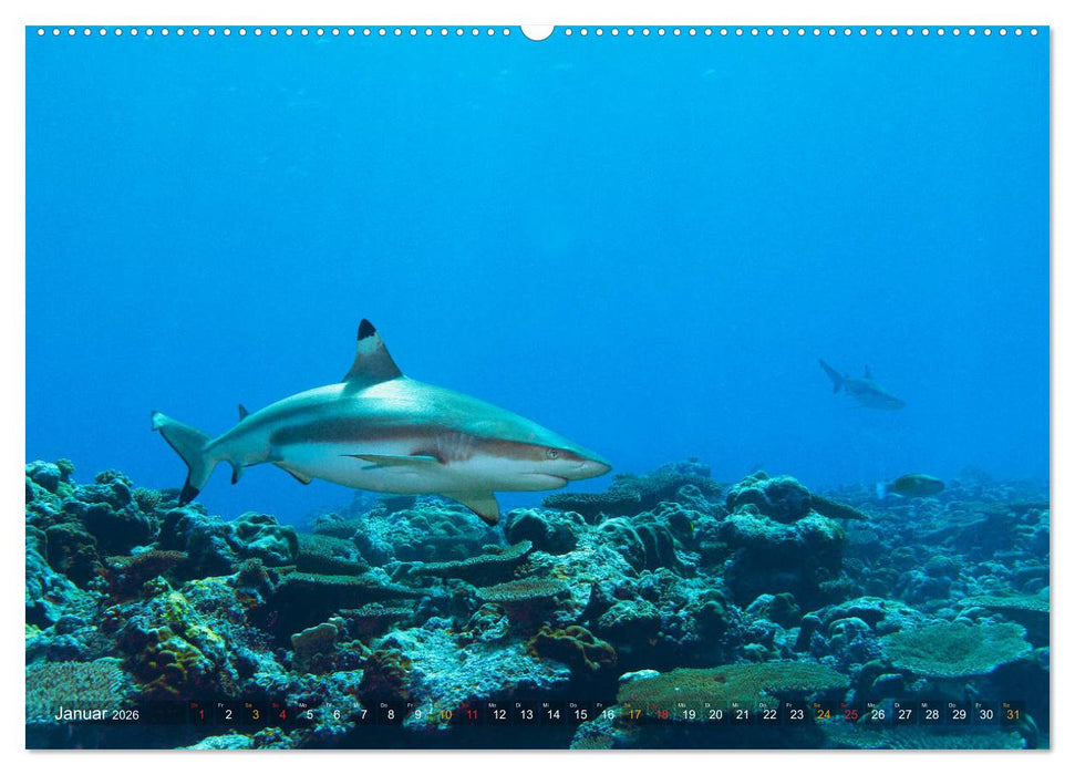 Mikronesien: Yap und Palau (CALVENDO Premium Wandkalender 2026)