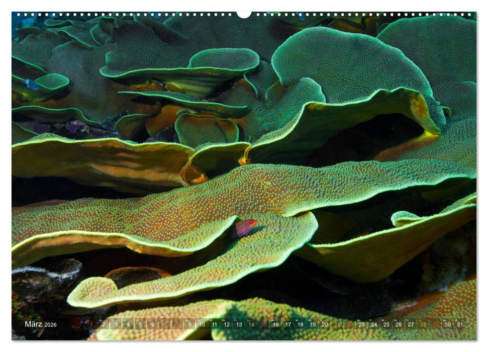 Mikronesien: Yap und Palau (CALVENDO Premium Wandkalender 2026)