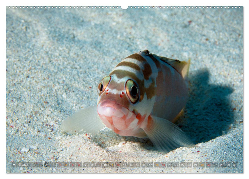 Mikronesien: Yap und Palau (CALVENDO Premium Wandkalender 2026)