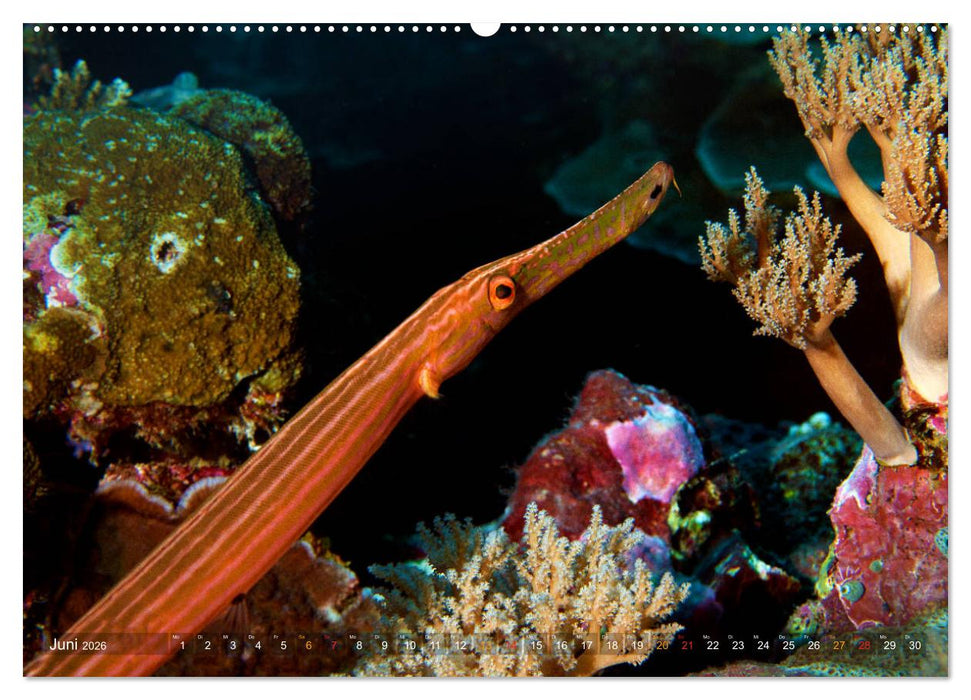 Mikronesien: Yap und Palau (CALVENDO Premium Wandkalender 2026)