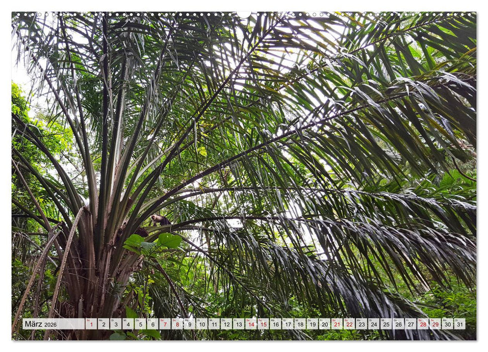 Costa Rica - Lebensfreude pur (CALVENDO Premium Wandkalender 2026)