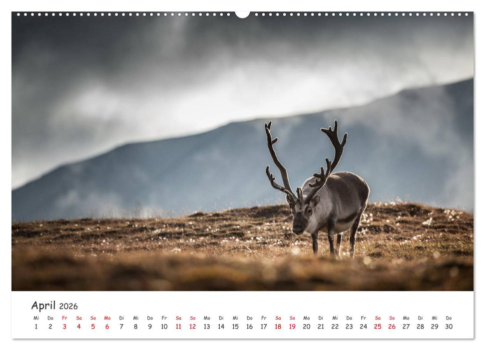 Rentiere (CALVENDO Premium Wandkalender 2026)