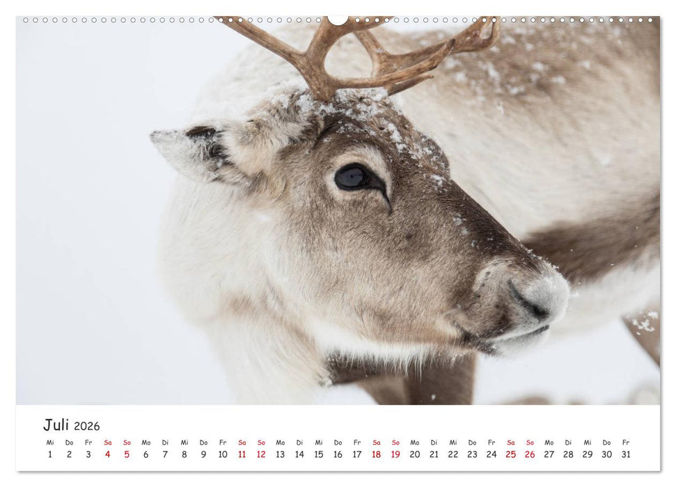 Rentiere (CALVENDO Premium Wandkalender 2026)