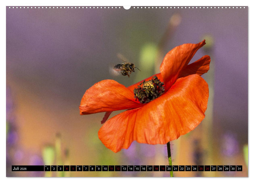 Provence im Rausch der Farben (CALVENDO Premium Wandkalender 2026)