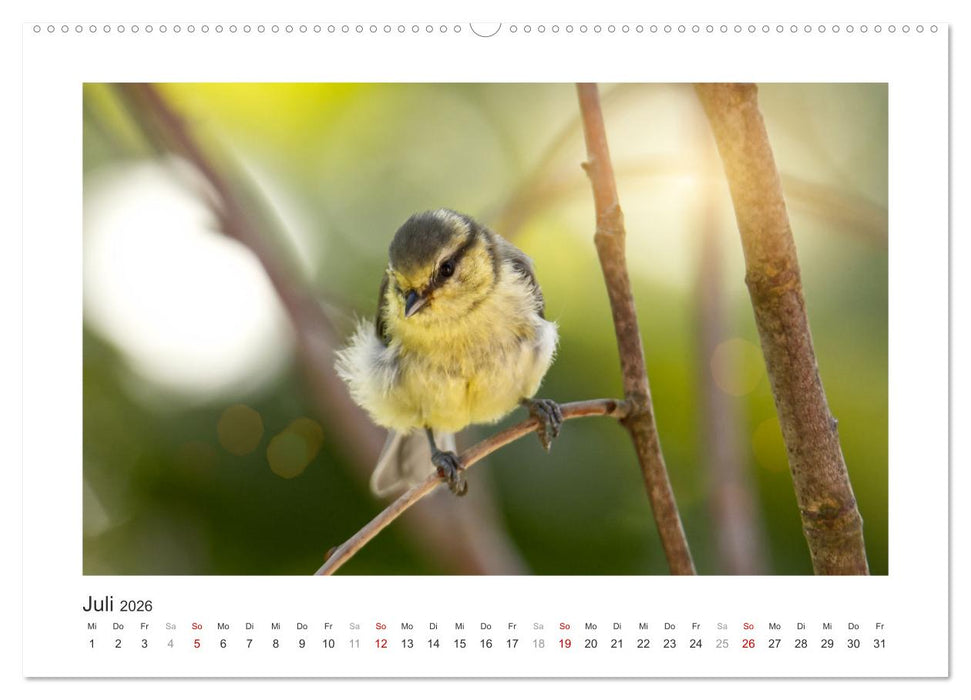 Gefiederte Gartengäste, Blaumeisen (CALVENDO Premium Wandkalender 2026)