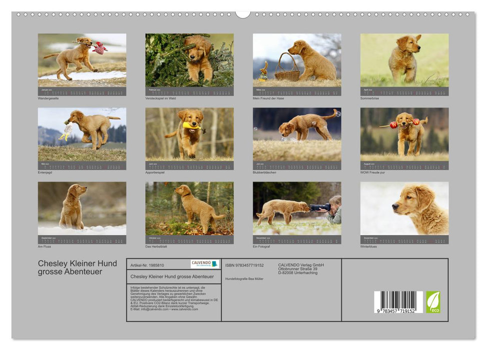 Chesley Kleiner Hund grosse Abenteuer (CALVENDO Premium Wandkalender 2026)