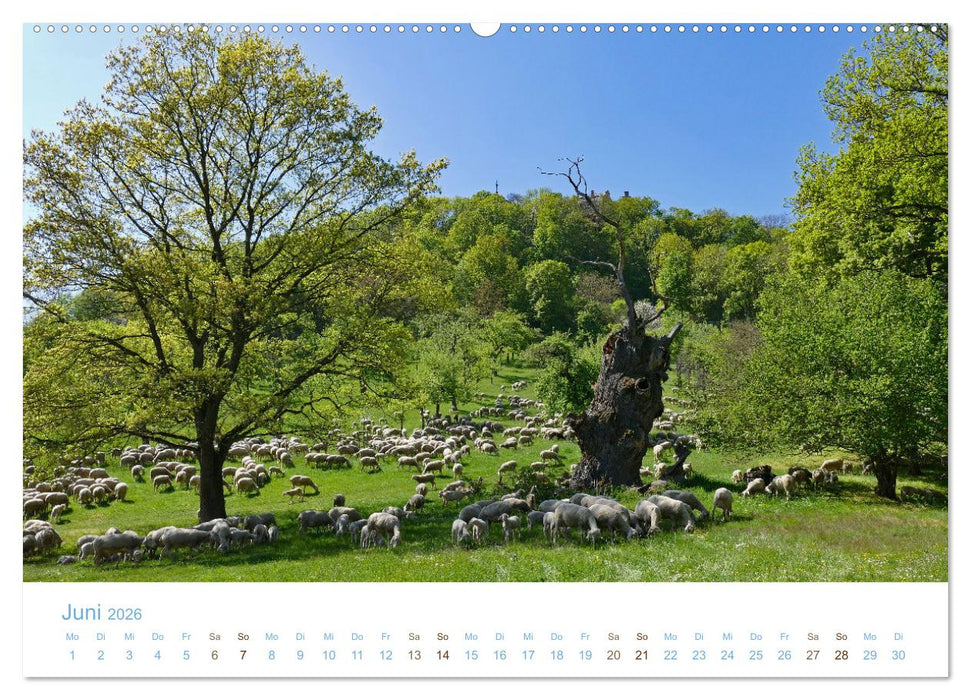 Mit Schafen durch das Jahr (CALVENDO Premium Wandkalender 2026)